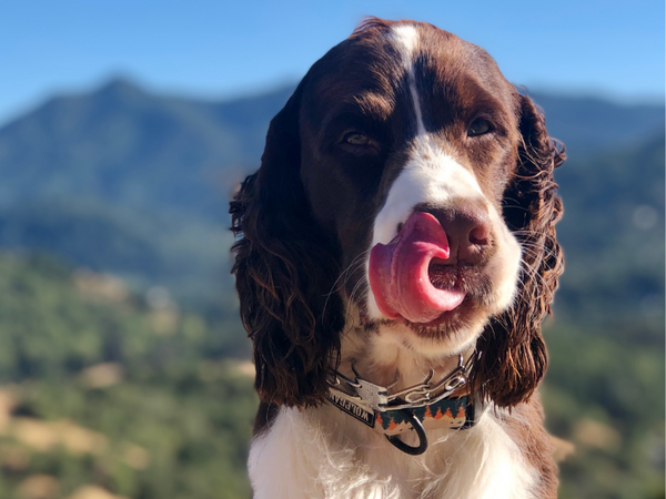 Picture of dog licking their nose