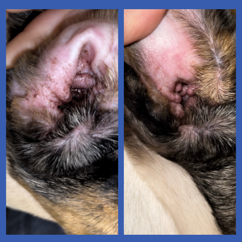 Dirty Itchy Dog Ear Before & After with Squishface Ear Wipes