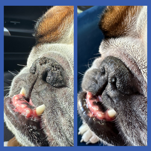 Before & After of Squishface Dog Nose Balm English Bulldog