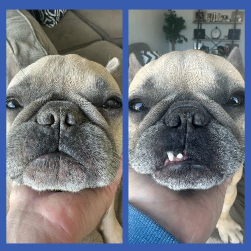 Before & After of Squishface Dog Nose Balm French Bulldog