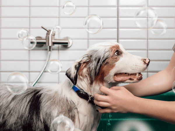 Australian Shepherd dog getting bathed - grooming
