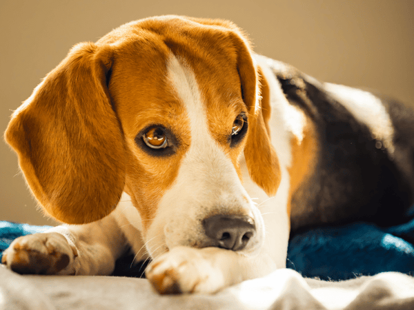 Picture of a beagle dog biting their itchy and irritated skin