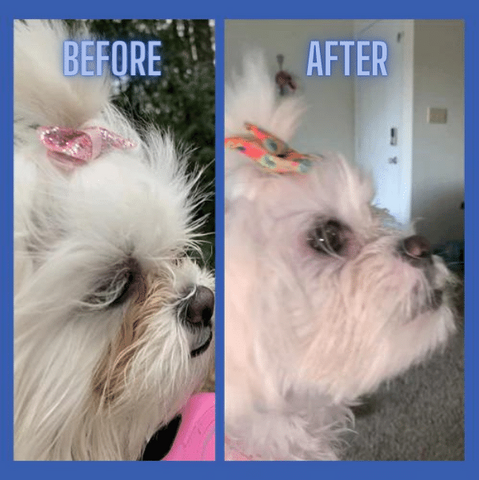 Before & After of White Fluffy Dog