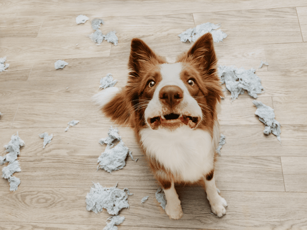 Border collie dog displaying destructive behavior