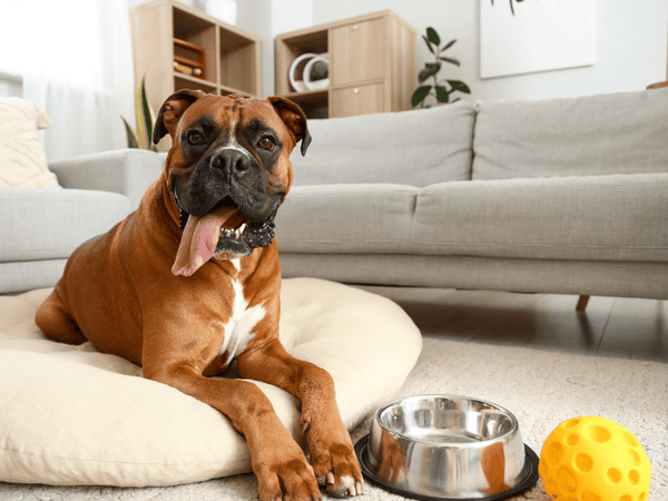 Picture of a boxer dog lying on dog bed