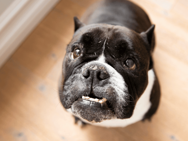 Bulldog cracked and dry hyperkeratosis nose