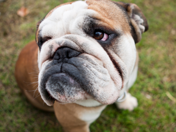 Bulldog_Raw_Wrinkles_and_Tear_Stains