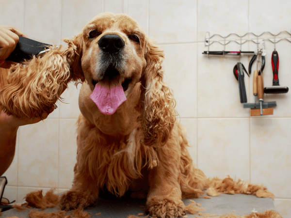 Cocker spaniel dog being groomed
