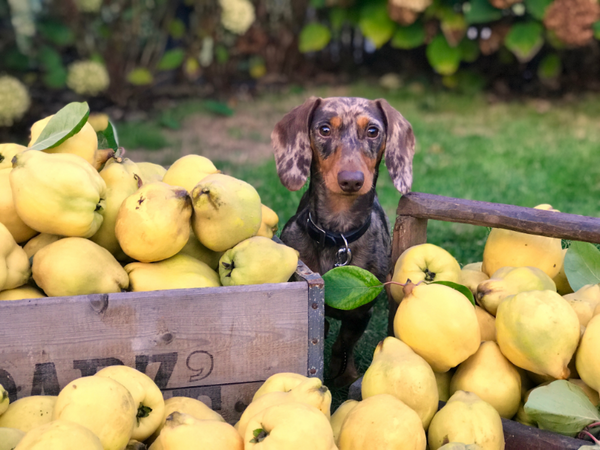 Picture of a dachshund dog with baskets of fruit