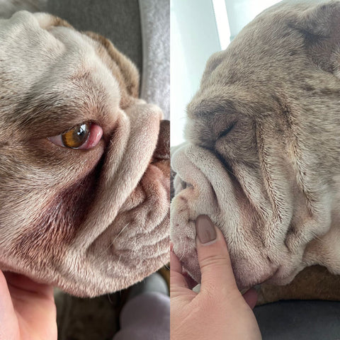Picture of dog after using Squishface Products