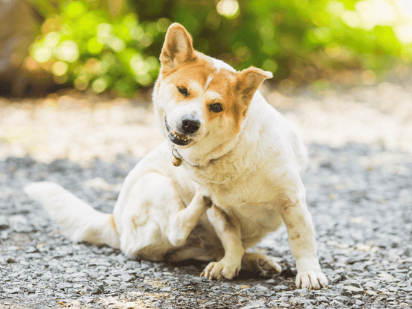 Picture of dog itching their dry skin