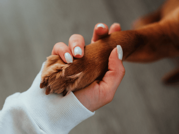 Picture of a dog paw being held