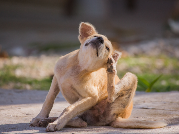 Picture of a dog scratching their itchy and flaky dry ear
