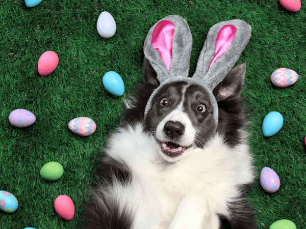 Dog with bunny ears surrounded by easter eggs