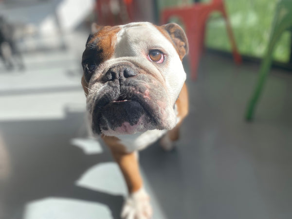 Picture of English Bulldog Face
