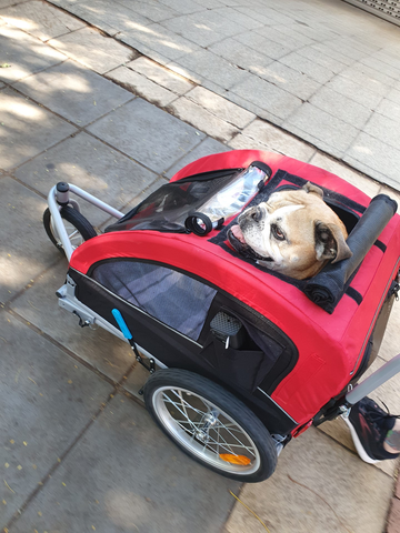 English bulldog out for walk in buggie