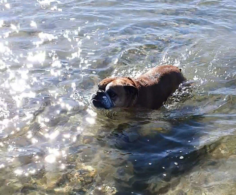 English bulldog swimming in water