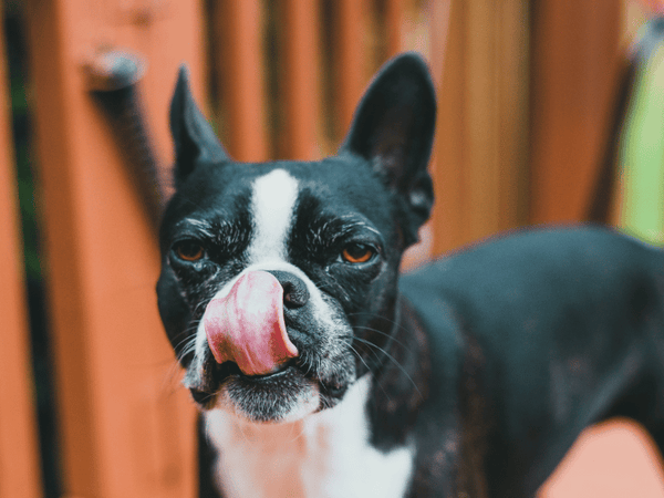 Picture of french bulldog licking crusty nose