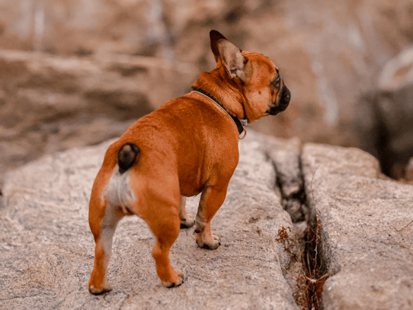 Picture of a french bulldog tail pocket