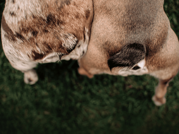 Picture of two french bulldogs with tails visible