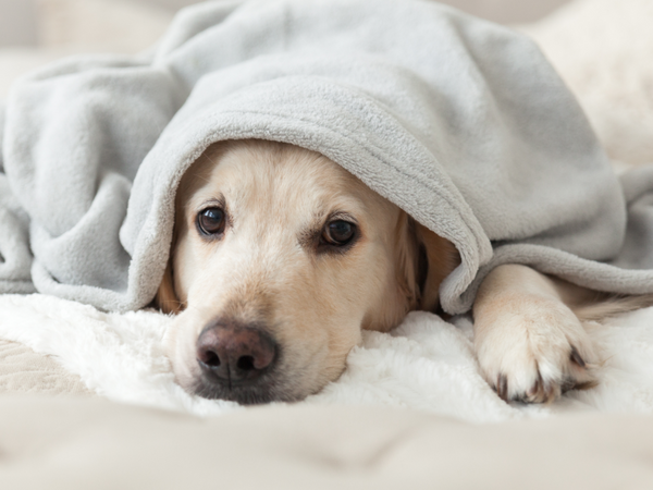 Picture of a golden retriever dog wrapped in a blanket