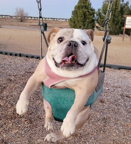 Bulldog on a swing in the playground