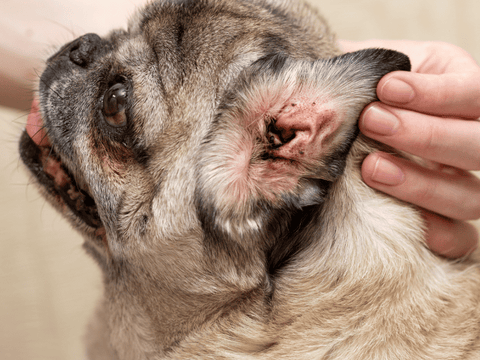 picture of a pug with ear mites