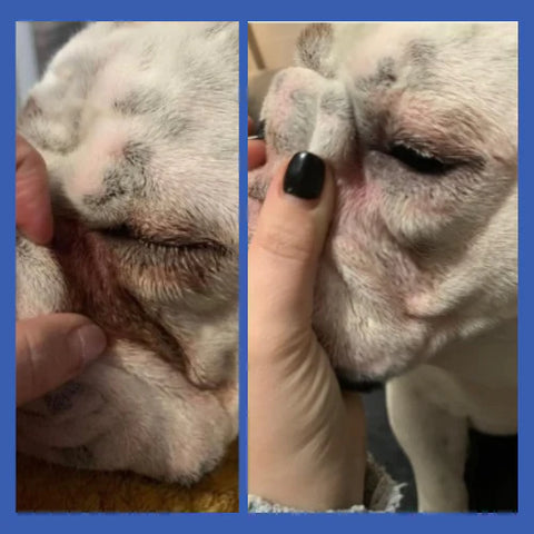 Before and After Picture of Dog after using Squishface Wrinkle Paste