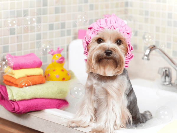 Yorkie dog being bathed at home - grooming