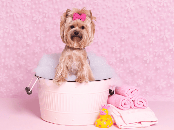Picture of a yorkshire terrier dog getting bathed and groomed