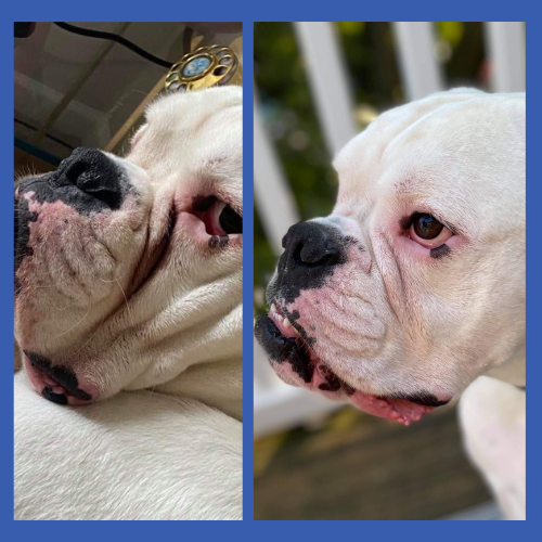 Why Do Bulldogs Have Wrinkles? – Squishface