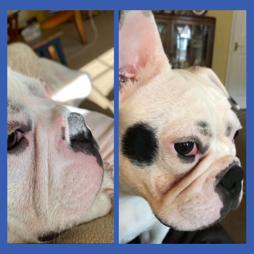 Before & After of Dog Wrinkle Wipes from Squishface for Head to Tail Clean #3