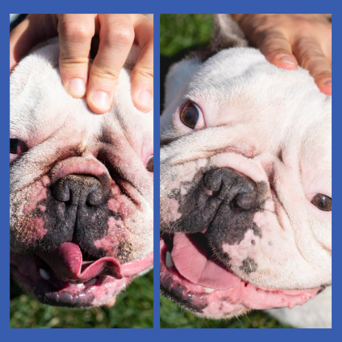Before & After of Dog Wrinkle Wipes from Squishface for Head to Tail Clean #6