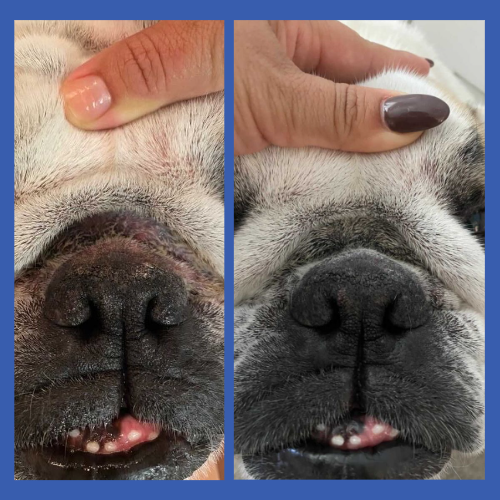 Before & After of Dog Wrinkle Wipes from Squishface for Head to Tail Clean #5