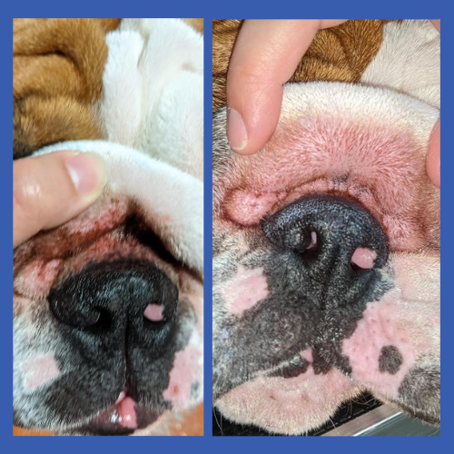 Before & After of Dog Wrinkle Wipes from Squishface for Head to Tail Clean #2