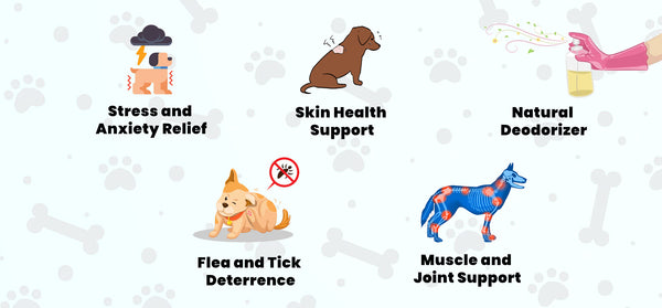 Benefits of Essential Oils that are Safe for Dogs