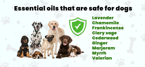Top Essential Oils Safe for Dogs