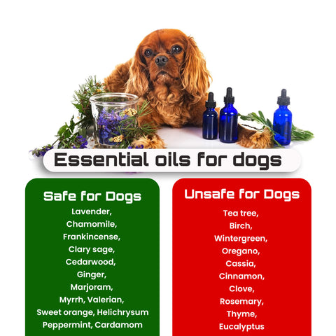 Essential Oils for Dogs