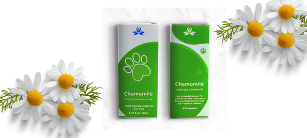 Pet Chamomile Essential Oil