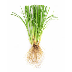 Vetiver Plant For Natural Use