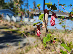 Red-flowering Currant