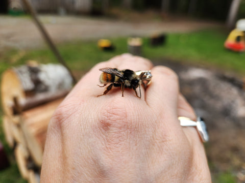 bombus ternarius bumblebee