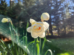 narcissus