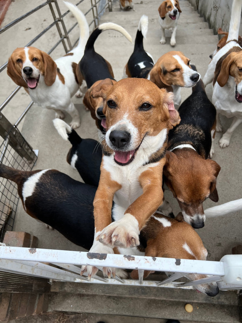 Laboratory Beagles: Stories Unheard