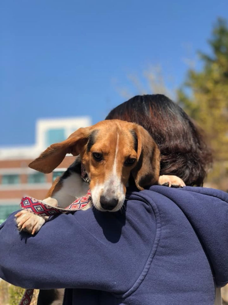 Laboratory Beagles: Stories Unheard