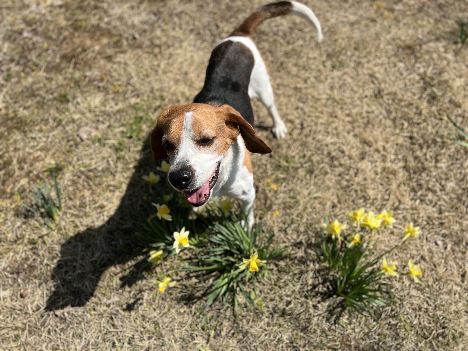 Laboratory Beagles: Stories Unheard