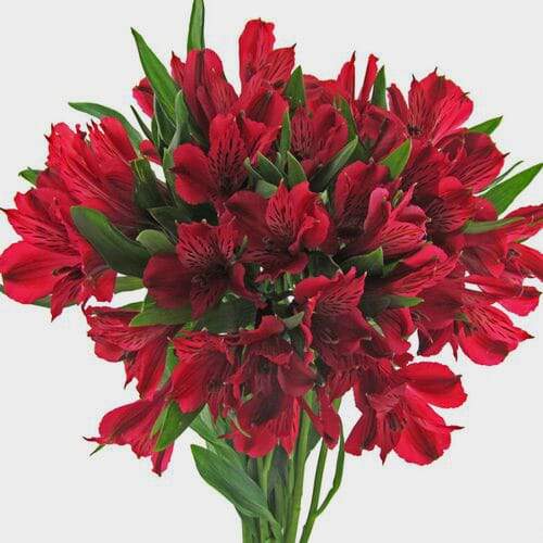 Red Alstroemeria Flowers - 9 Stems