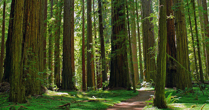 California Redwoods Humbolt State Park