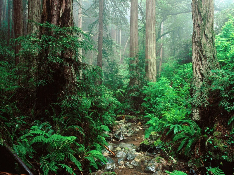 California Redwoods National Park
