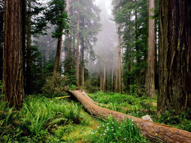 California Redwoods National Park